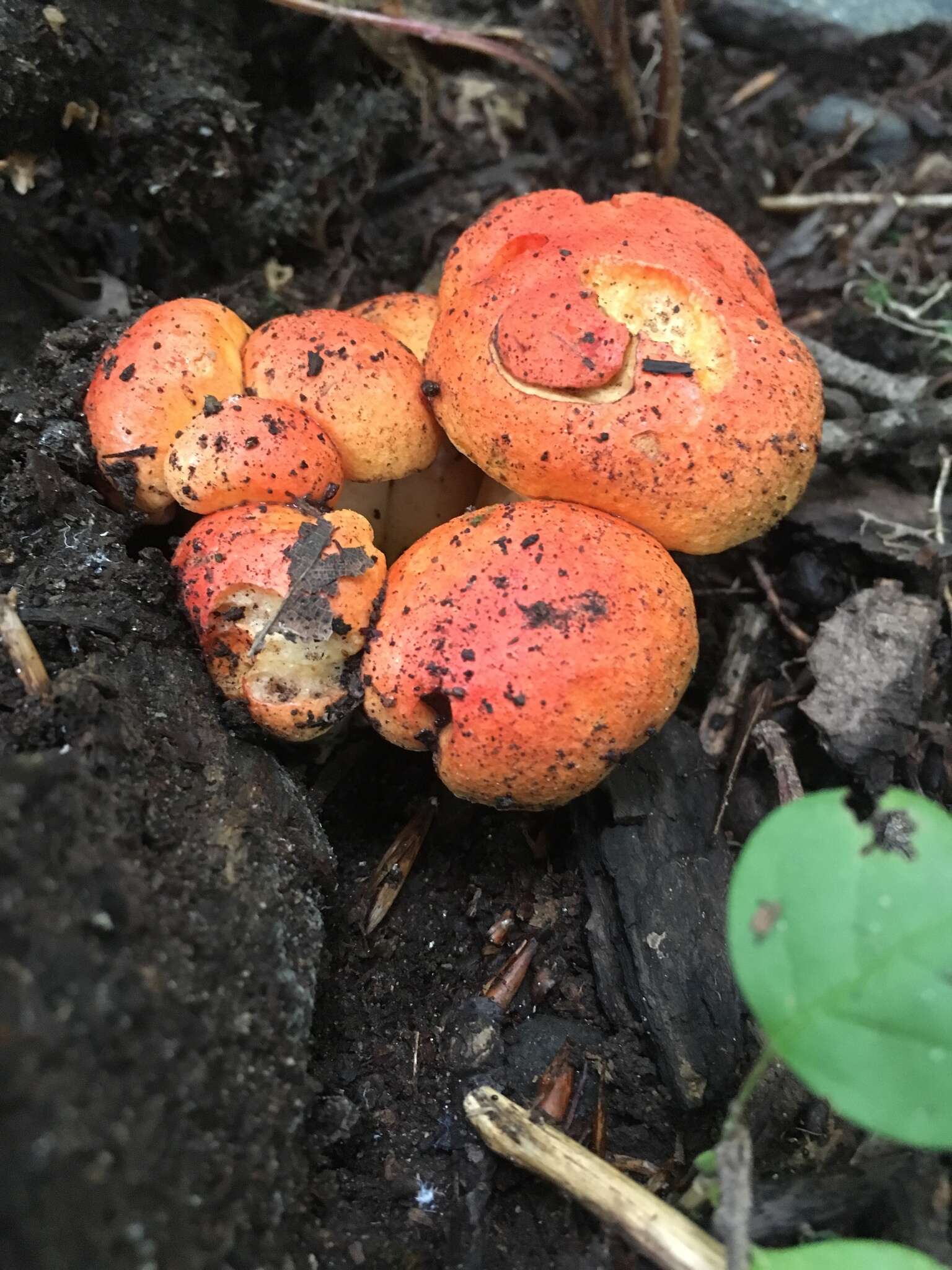 Image of Gyroporus ballouii (Peck) E. Horak 2011