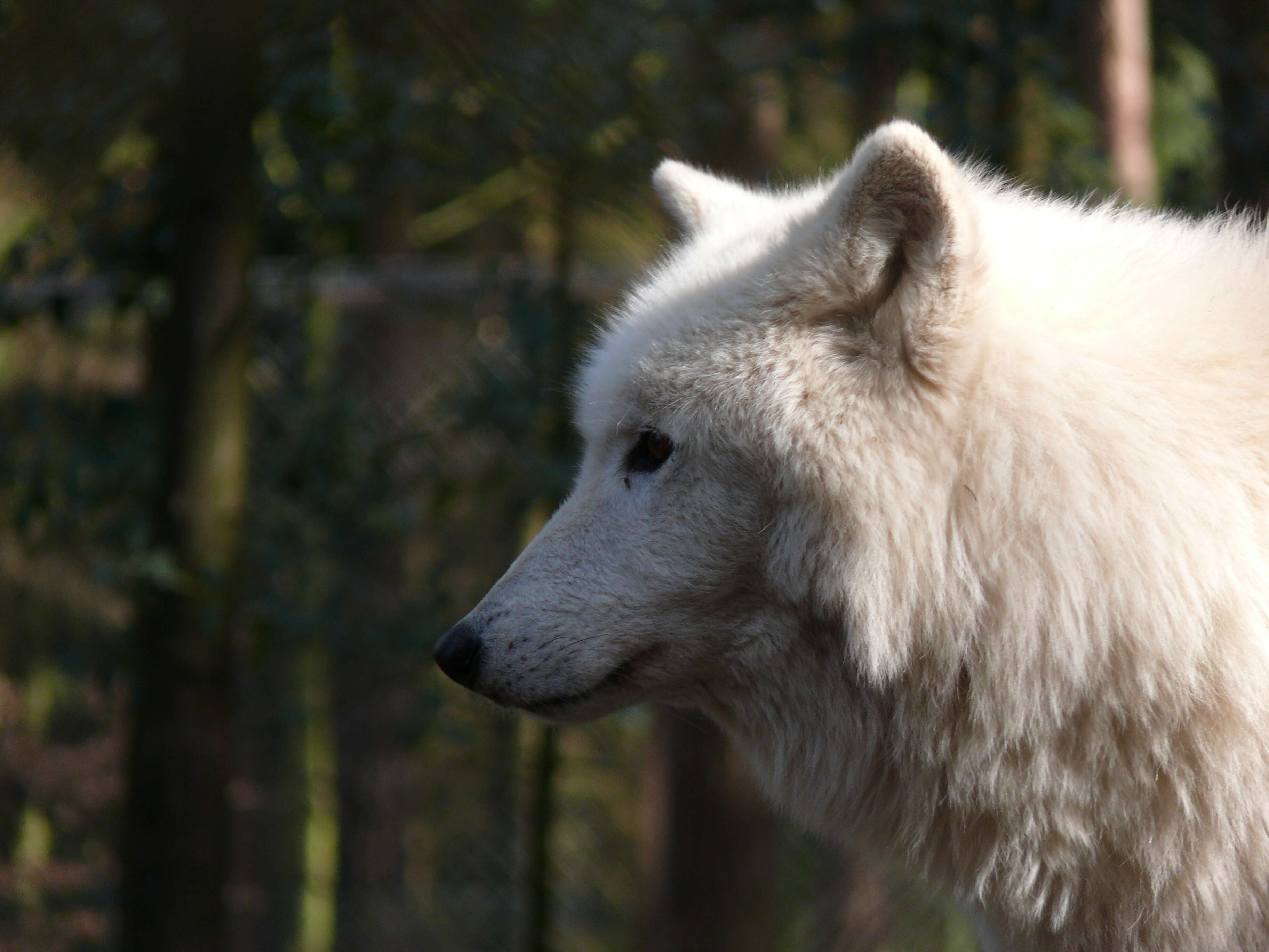 Image of Arctic wolf