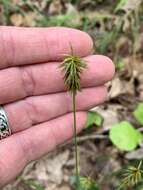 Image of Rough Flat Sedge