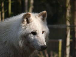 Image of Arctic wolf