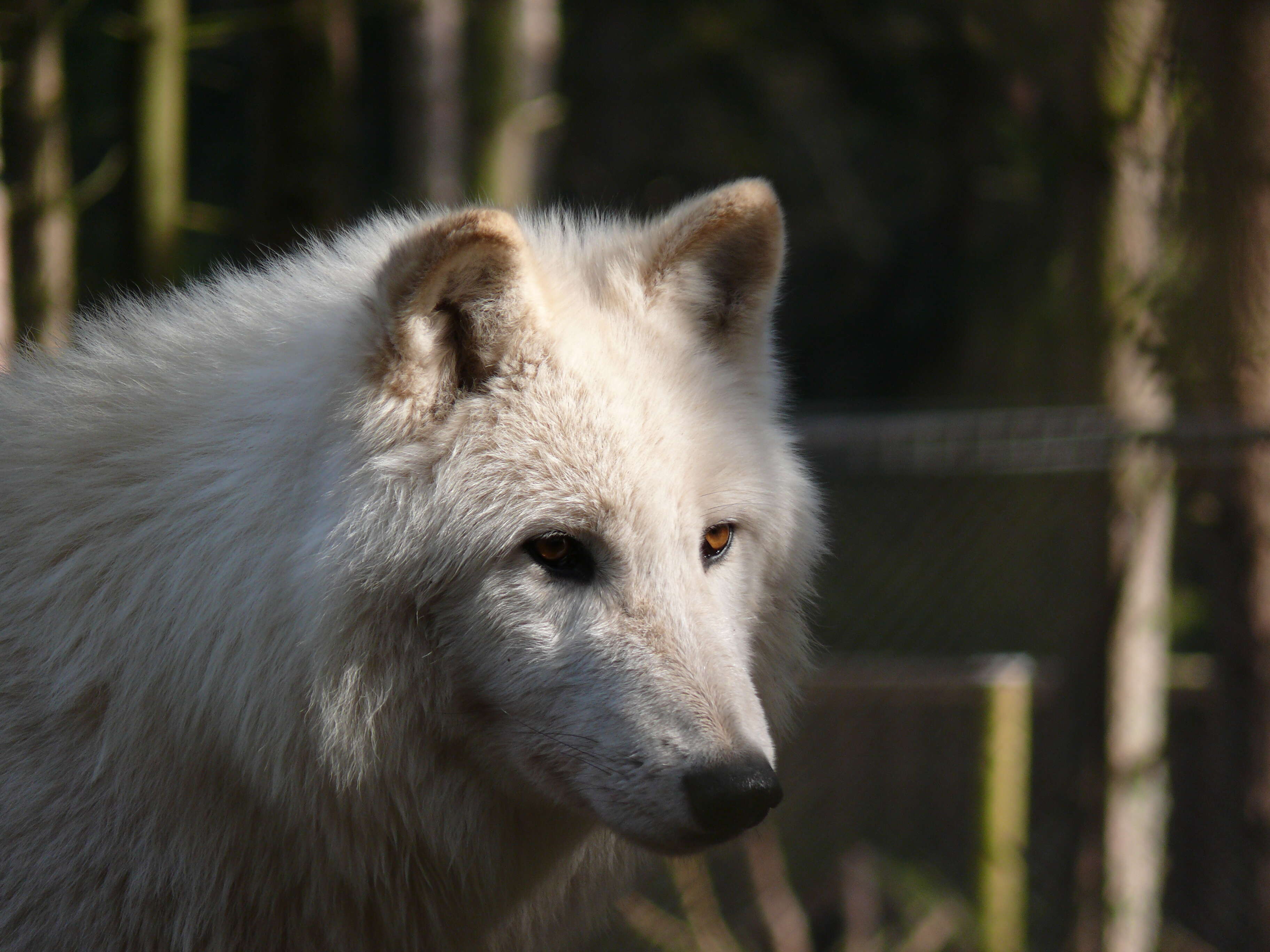 Image of Arctic wolf