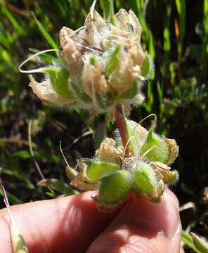 Image de <i>Lupinus <i>microcarpus</i></i> var. microcarpus