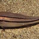 Image of Barred striped cardinalfish