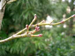 Image of Grey-budded snake-bark-maple