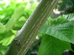 Image of Grey-budded snake-bark-maple