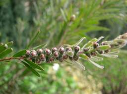 صورة Callistemon viminalis (Sol. ex Gaertn.) G. Don