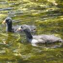 Gallinula tenebrosa tenebrosa Gould 1846 resmi