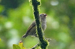 Image of Tawny-capped Euphonia