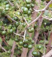 Image of Spiny Asparagus