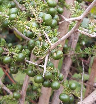 Image of Spiny Asparagus