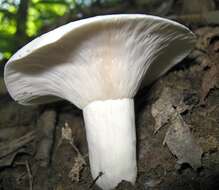 Image of Lactarius piperatus (L.) Pers. 1797