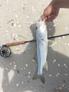 Image of Common Snook