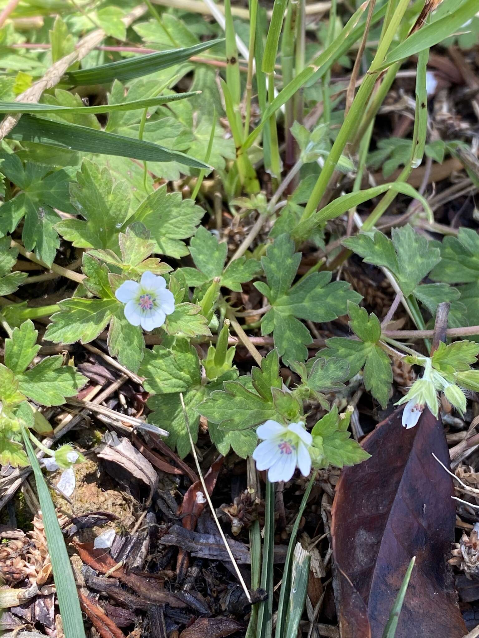 Plancia ëd Geranium albiflorum Ledeb.