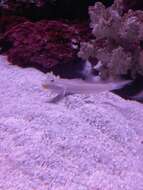 Image of Pink-speckled shrimpgoby