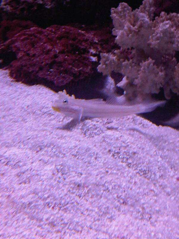 Image of Pink-speckled shrimpgoby