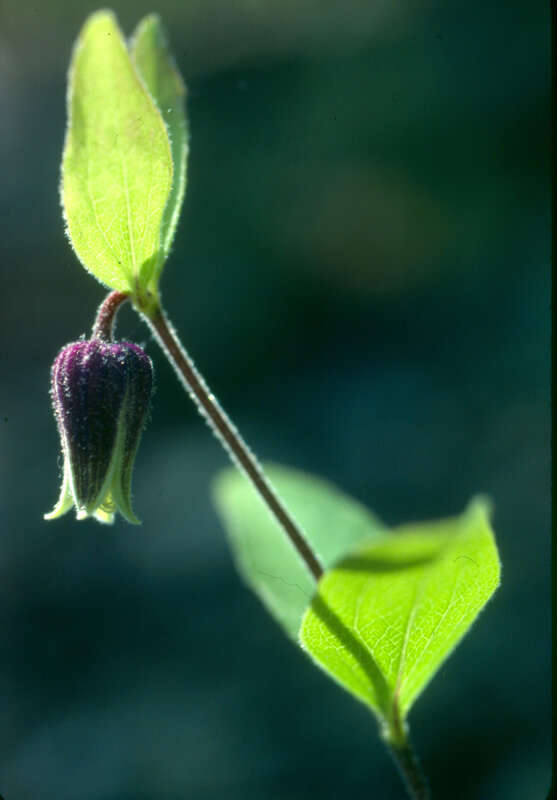 Image of Millboro leather flower