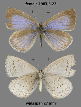 Image of Spring Azure