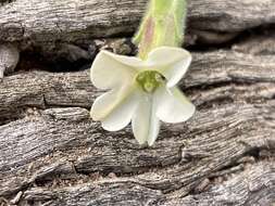 Nicotiana goodspeedii Wheeler的圖片