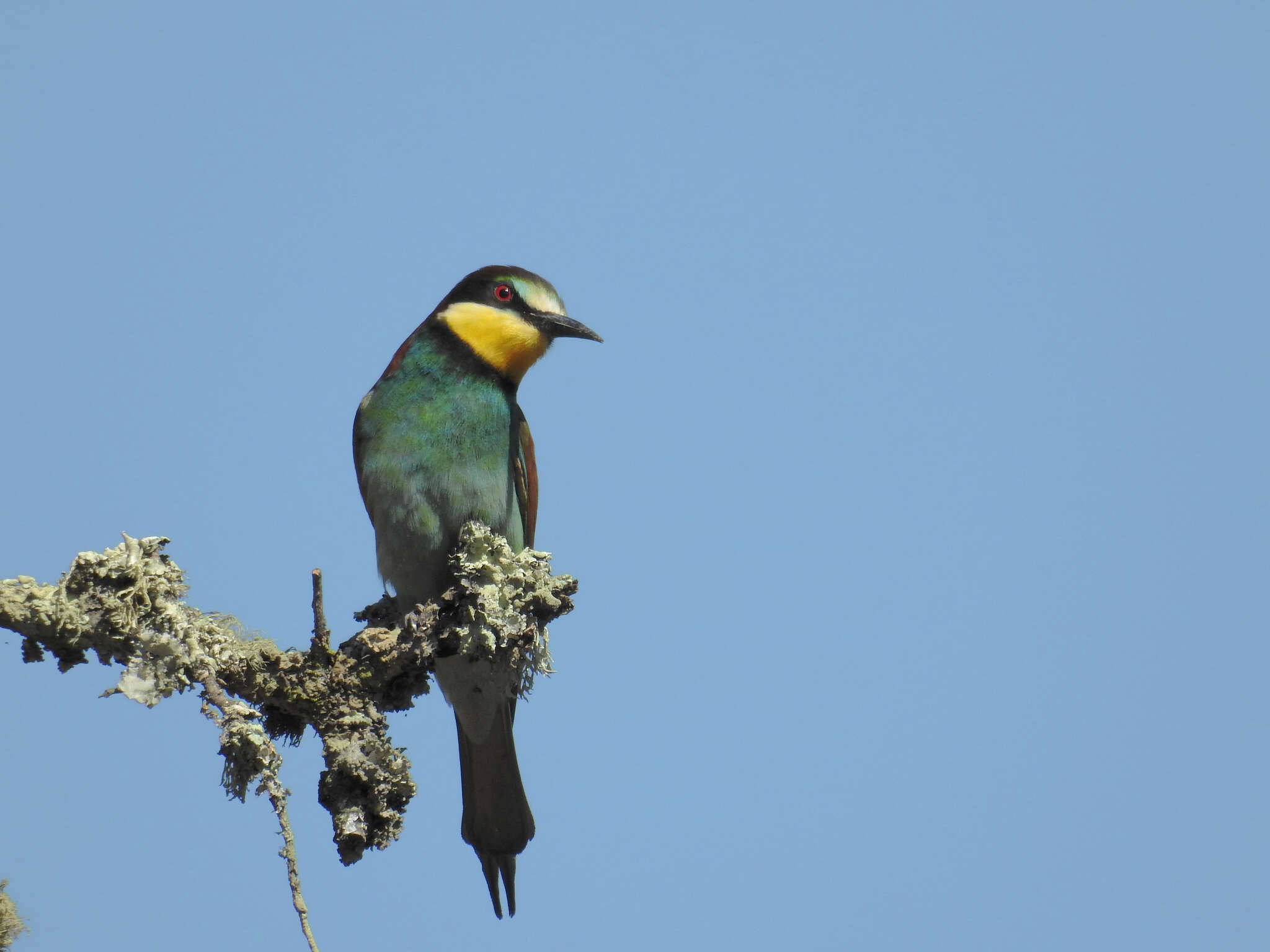 Plancia ëd Merops apiaster Linnaeus 1758