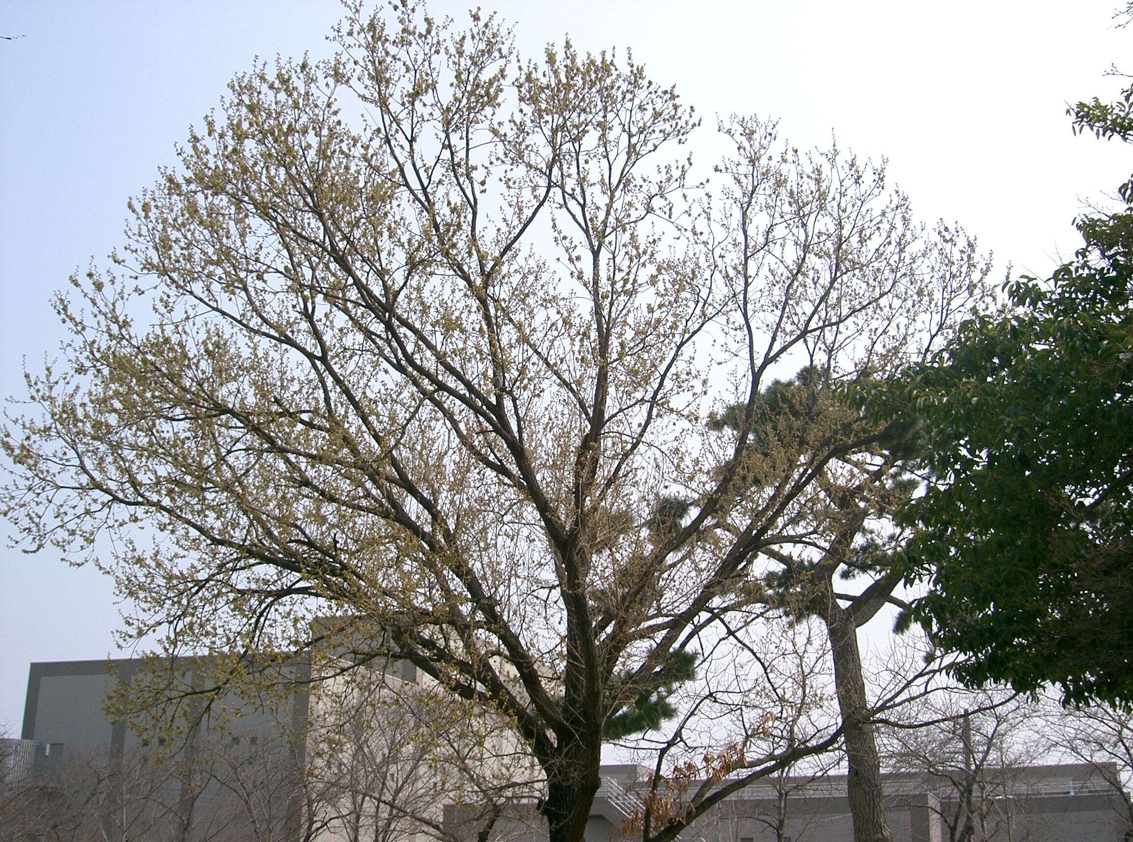 Image of Saw-tooth Oak