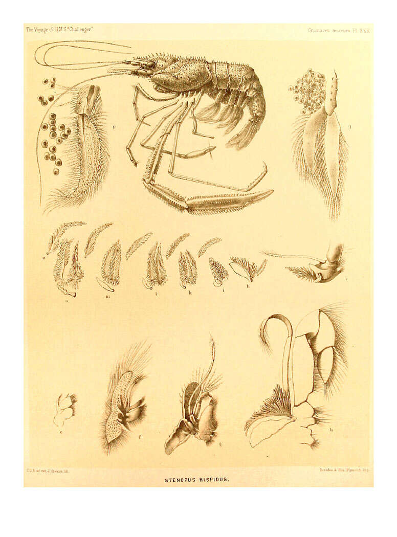 Plancia ëd Stenopus hispidus (Olivier 1811)
