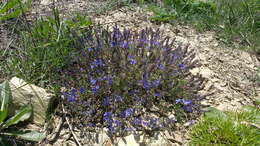 Image of Veronica capsellicarpa Dubovik