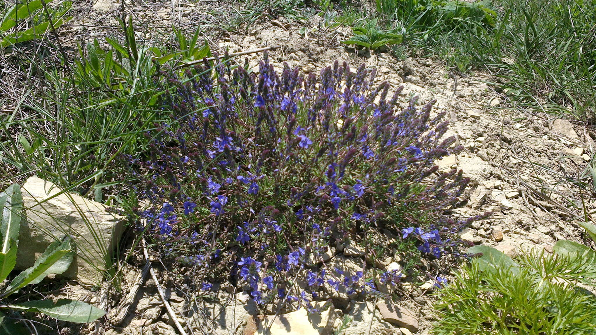 Image of Veronica capsellicarpa Dubovik