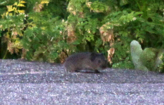 Image of Amargosa Vole