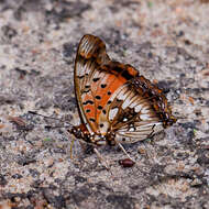 Plancia ëd Charaxes jahlusa argynnides Westwood 1864