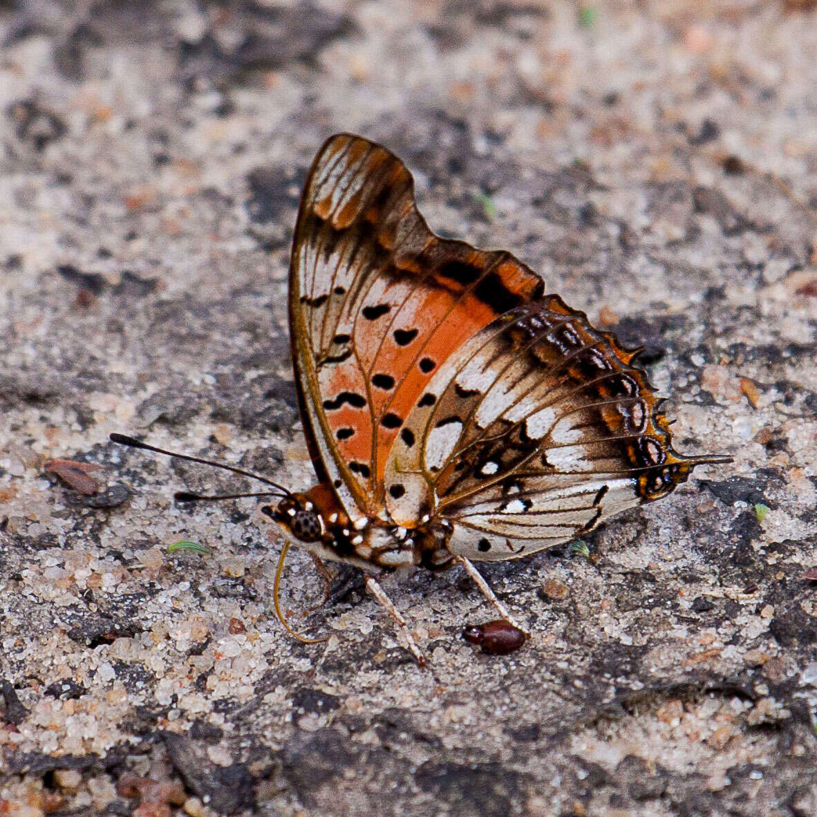 Image of Charaxes jahlusa argynnides Westwood 1864