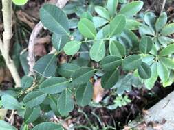 Atalantia buxifolia (Poir.) Oliv. resmi