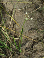 Image of Ornithogalum flexuosum (Thunb.) U. Müll.-Doblies & D. Müll.-Doblies