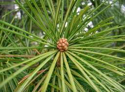 Image of umbrella-pine family