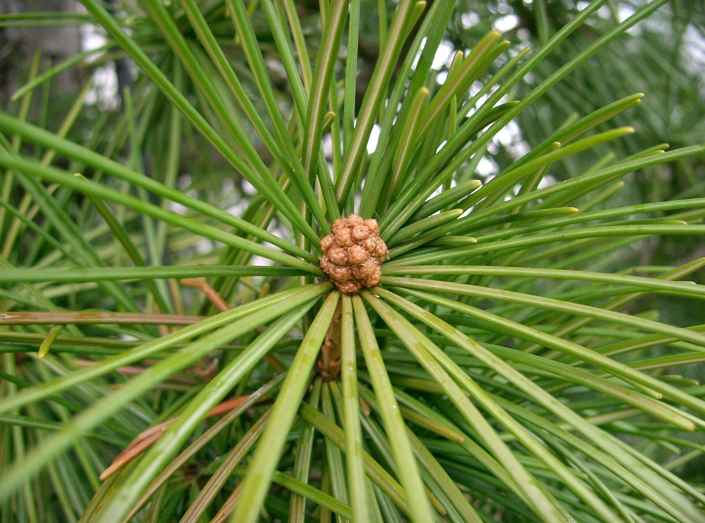 Image of umbrella-pine family