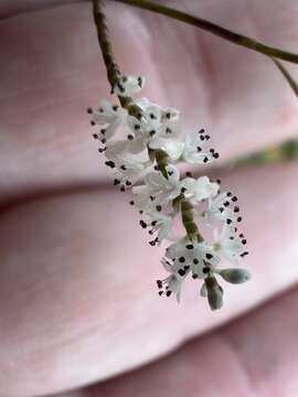 Image of hairy jointweed