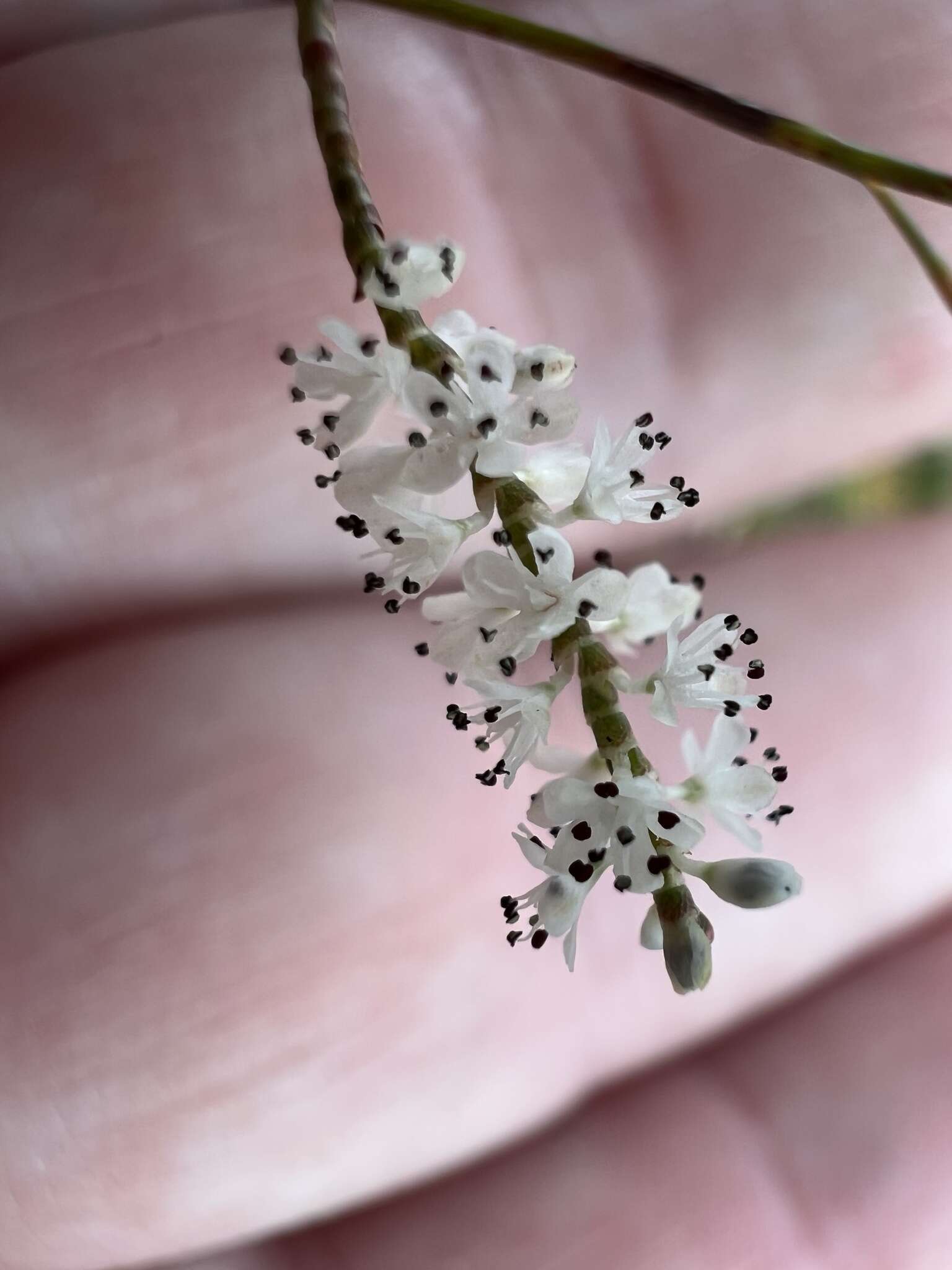 Image of hairy jointweed