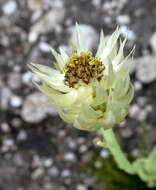 Image of Syncarpha speciosissima subsp. speciosissima