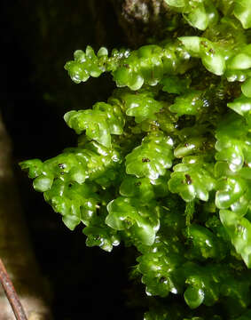 Image of Grove Earwort