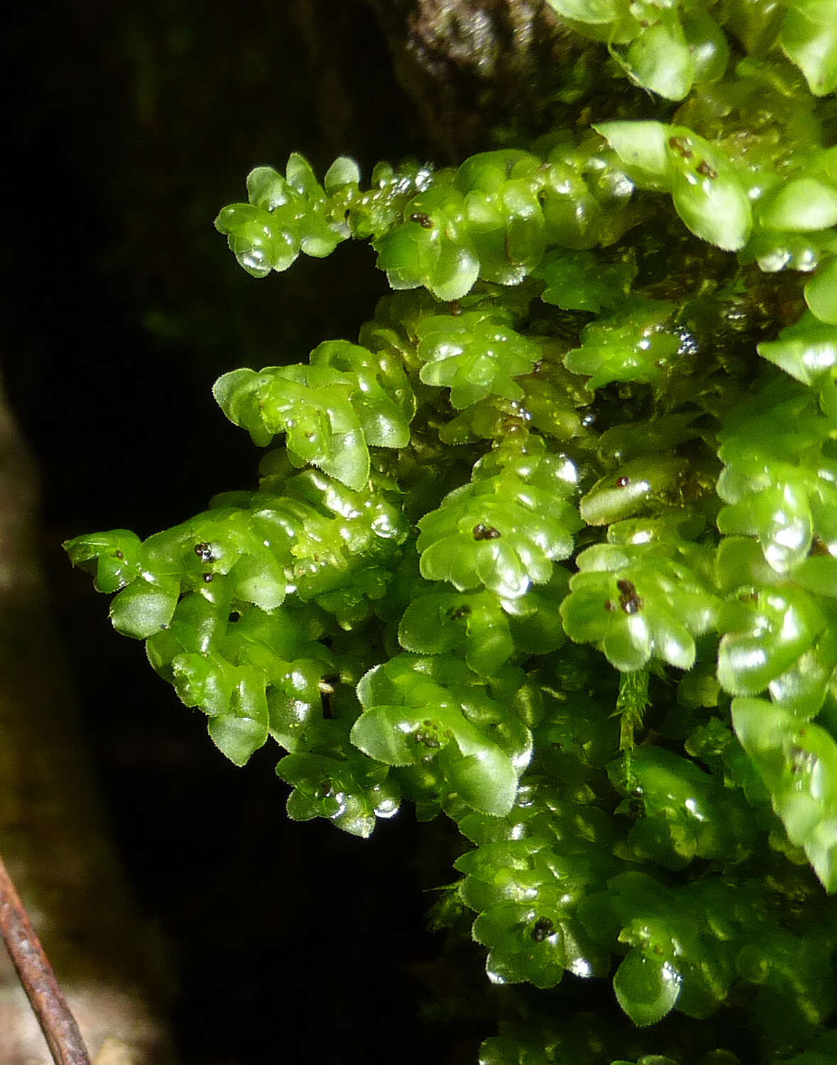 Image of Grove Earwort