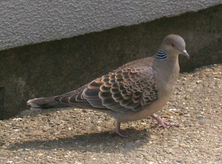 Image of Oriental Turtle Dove