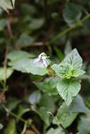 Слика од Viola abyssinica Steud. ex Oliv.