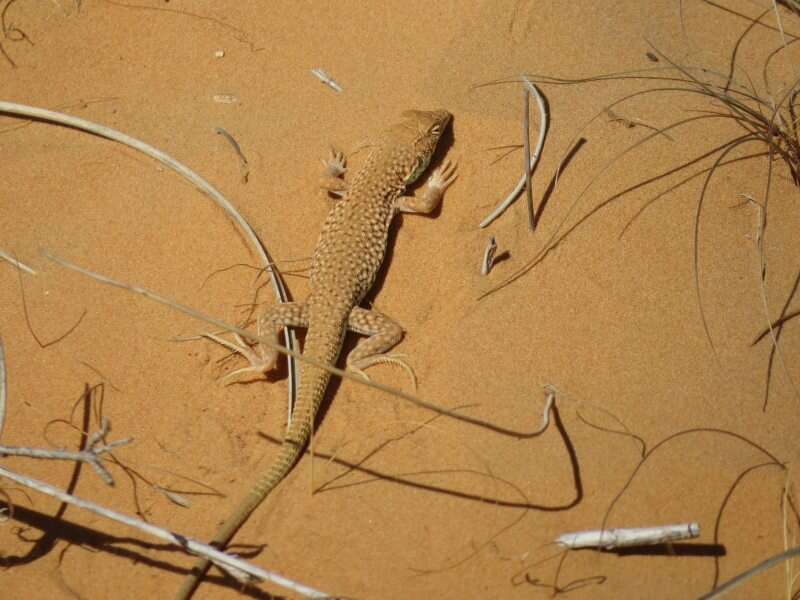 Image of Long-footed Lizard