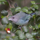 Image of Glaucous Tanager