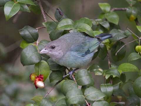 Image of Glaucous Tanager