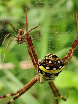 Imagem de Argiope anasuja Thorell 1887