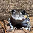 Image of Eastern Owl Frog