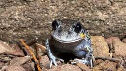 Image of Eastern Owl Frog