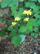 Image of golden insideout flower