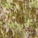 Image of Soft Millotia