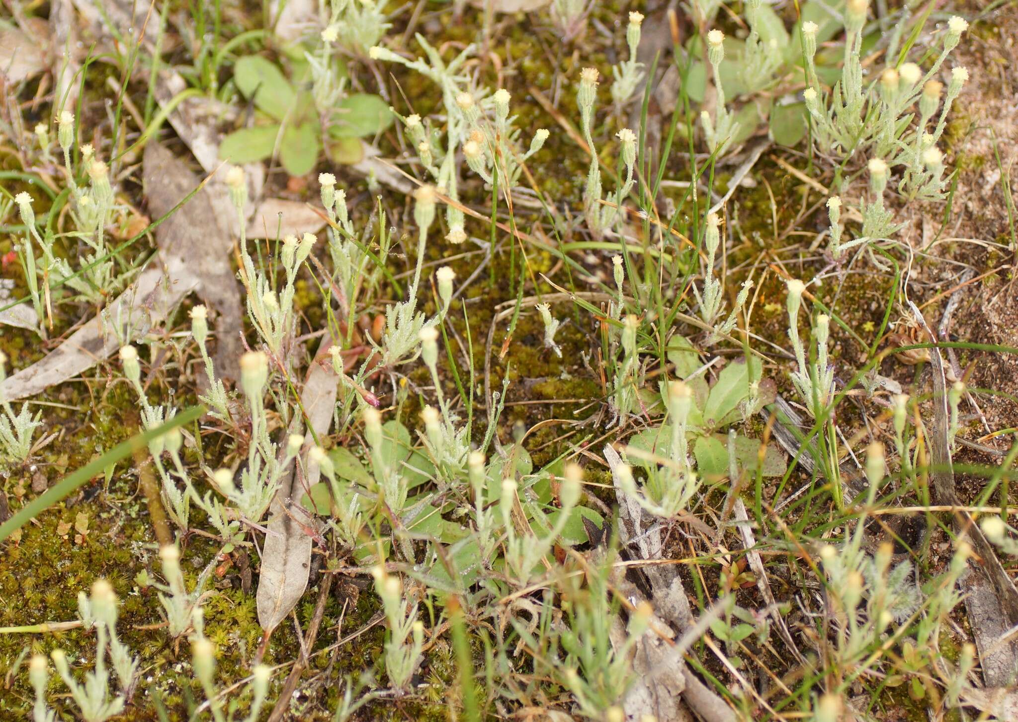 Слика од Millotia tenuifolia Cass.